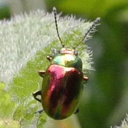Oreina speciosissima Oreina speciosissima